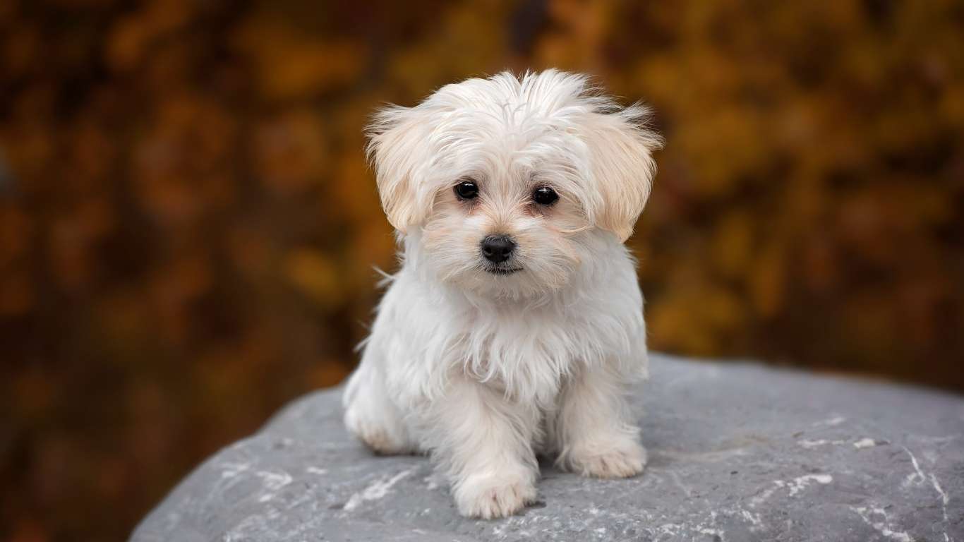Maltese puppies for sale in Bangalore
