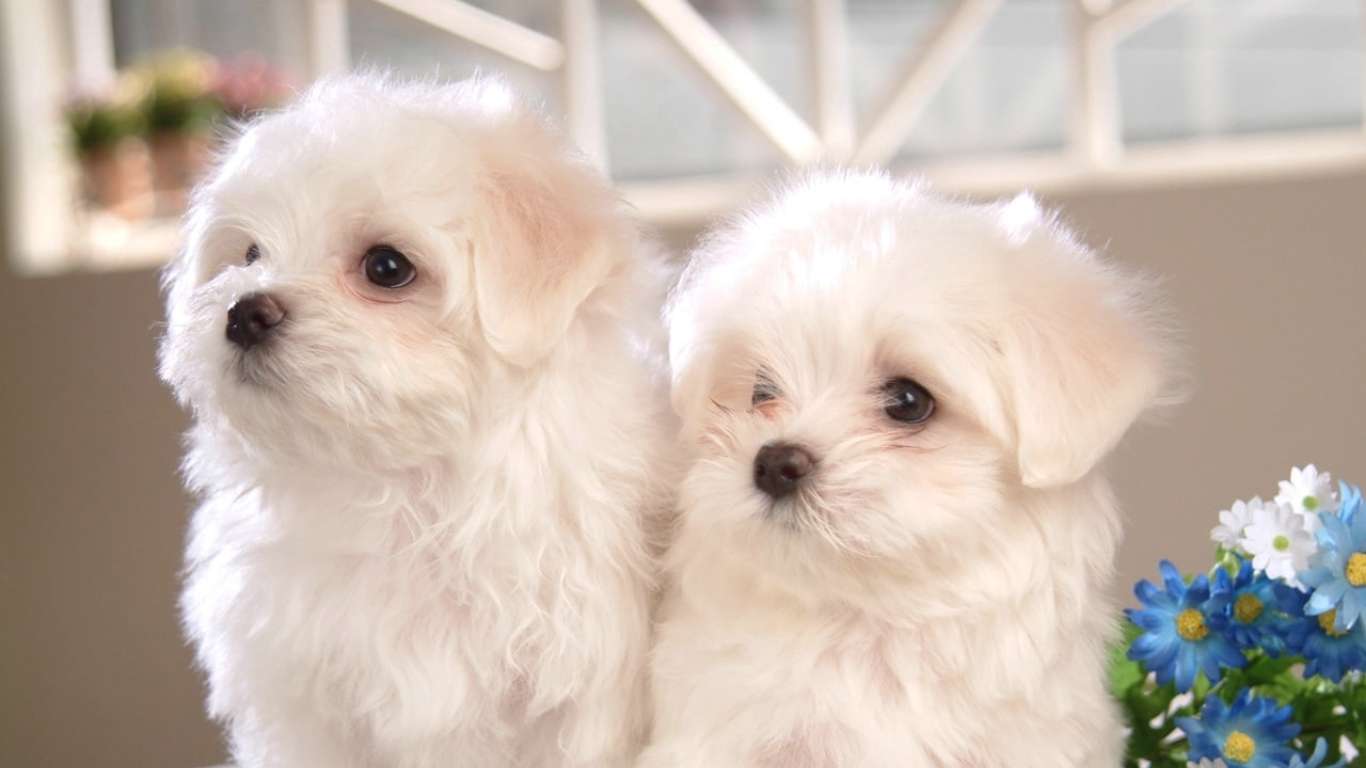 Maltese price in Bangalore