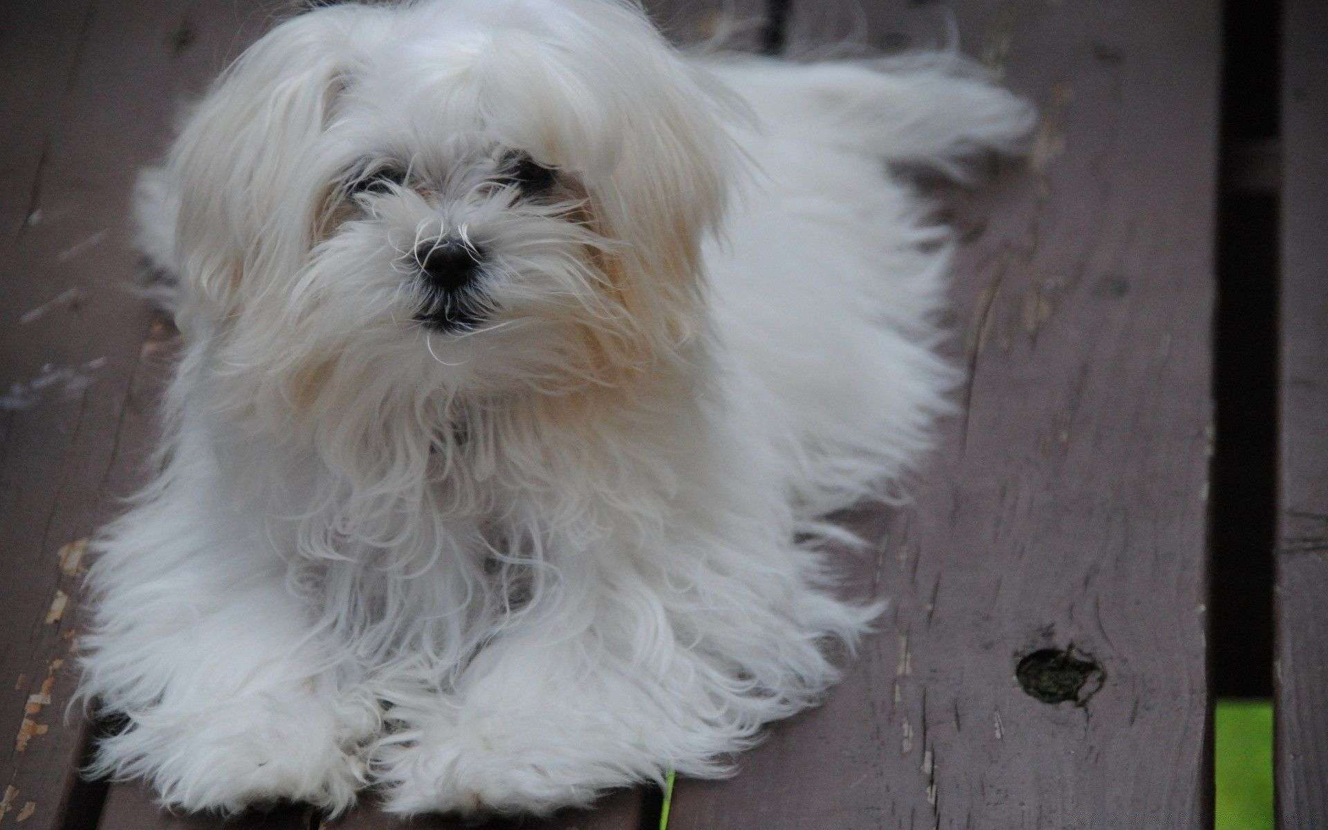 Maltese dog breeders in Bangalore
