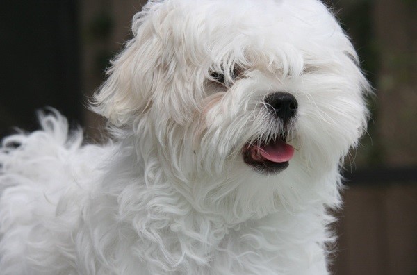 Maltese puppy for sale in India