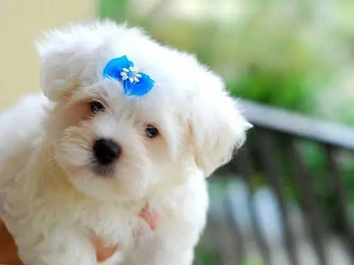 Maltese female Puppy Price In India