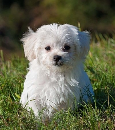 Maltese Dog Puppies for sale in India