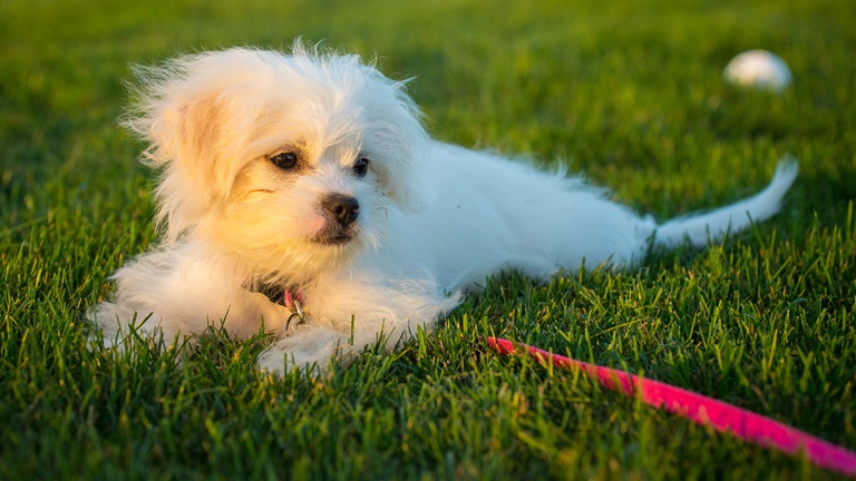 Maltese male puppy price In India