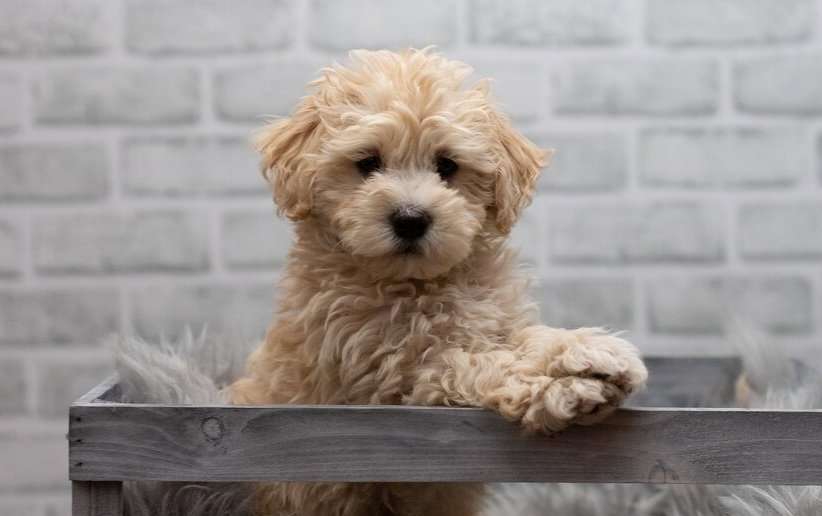 Maltipoo-Dog-Breeds