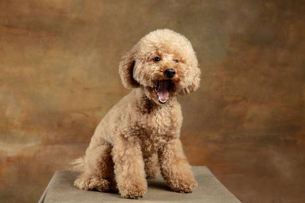 Maltipoo-Dog-Breeds-india