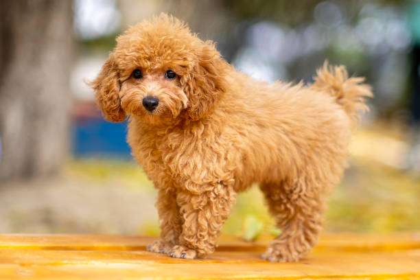 Maltipoo-Dog-Breeds-cute