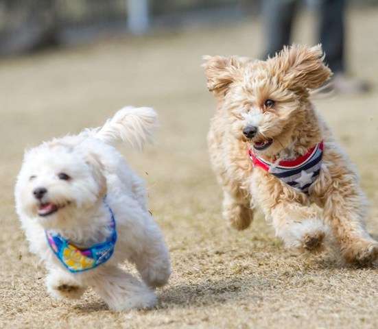 Maltipoo-Dog-Breeds