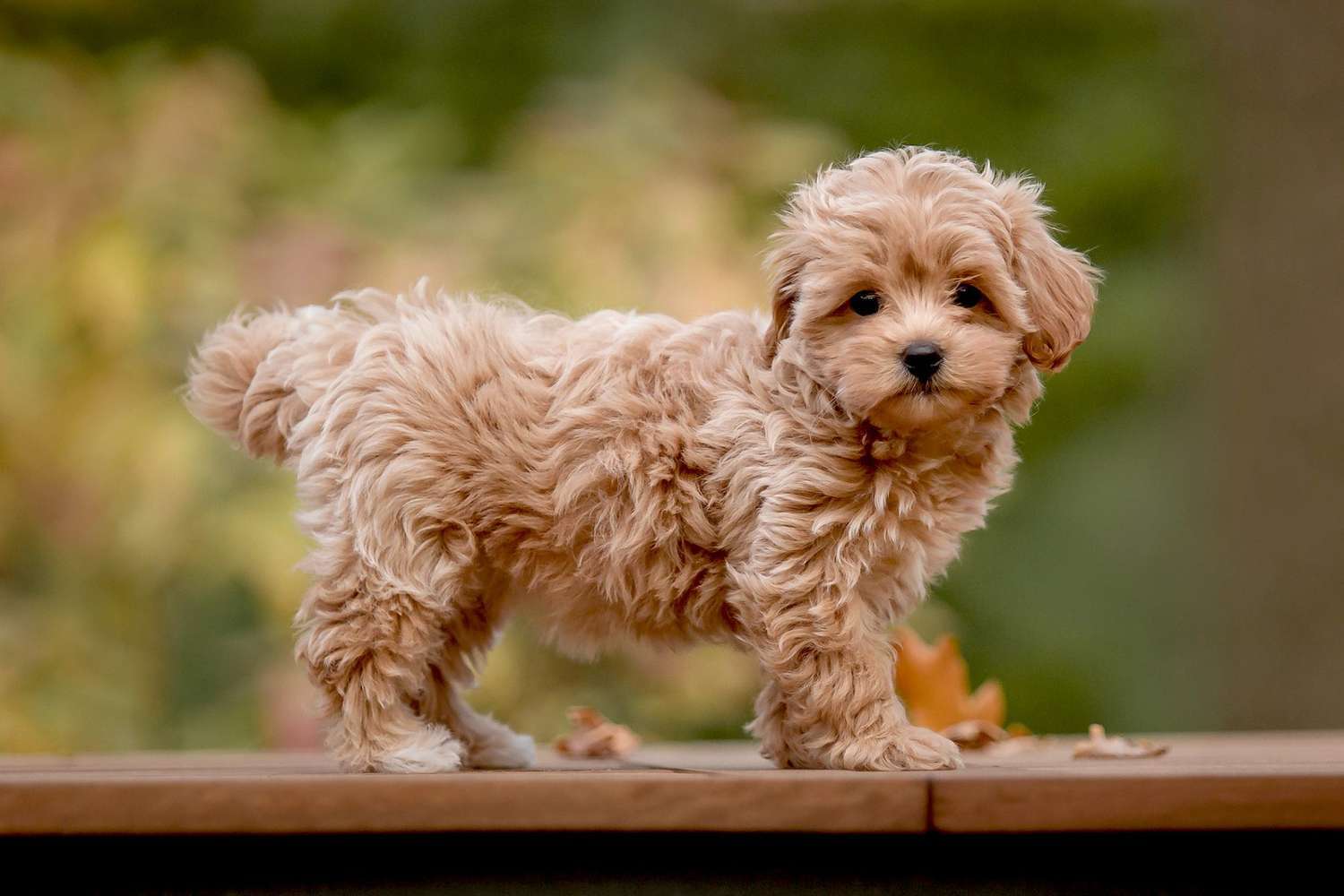 Maltipoo-Dog-Breeds