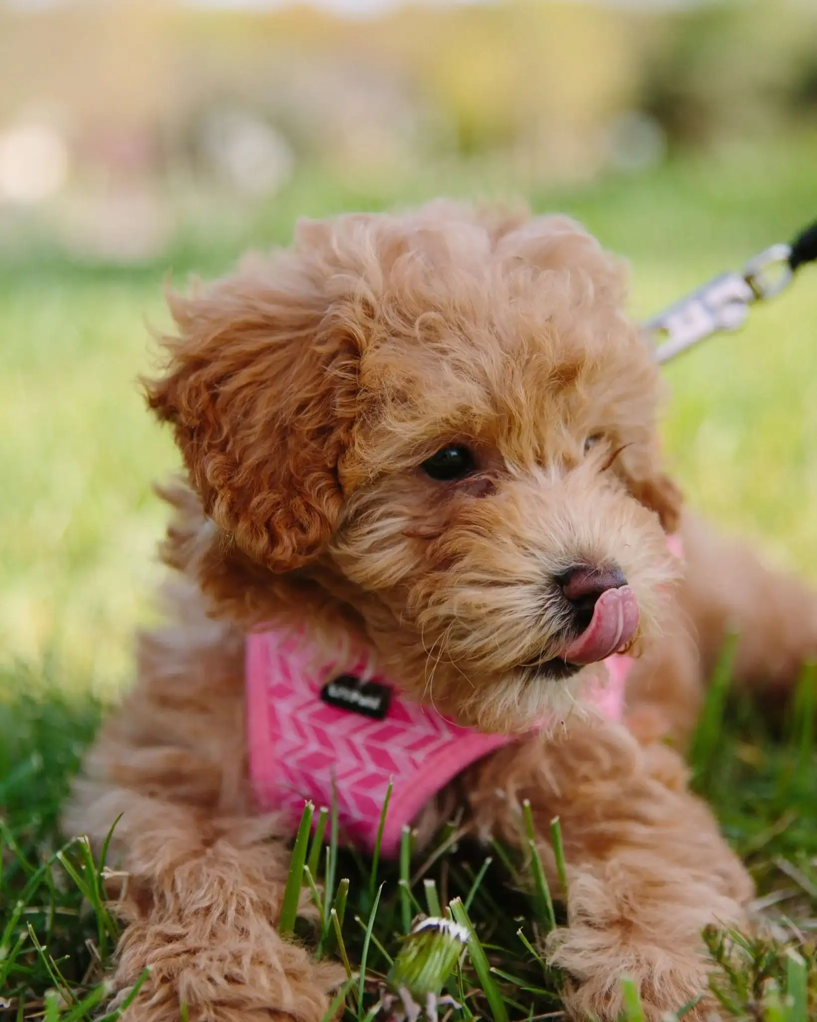 Maltipoo-Dog-Breeds