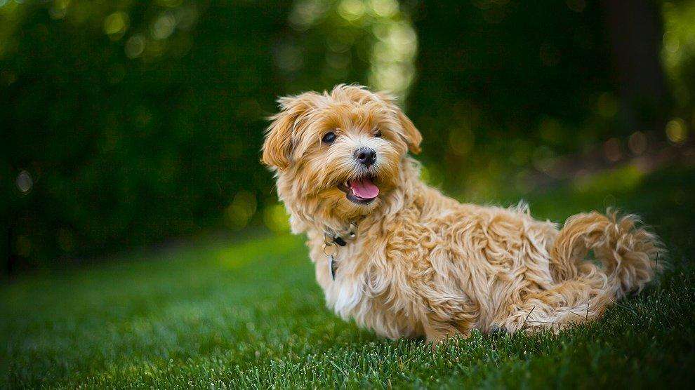 Maltipoo-Dog-Breeds