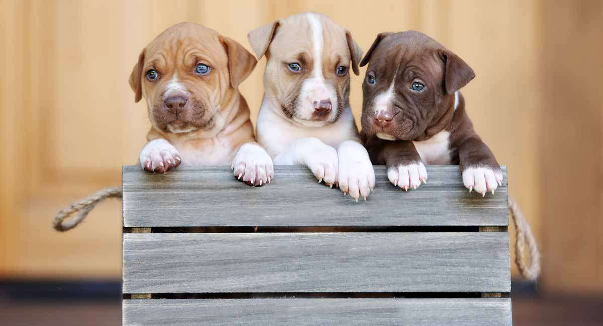 Pitbull-Dog-Breeds Price In bangalore