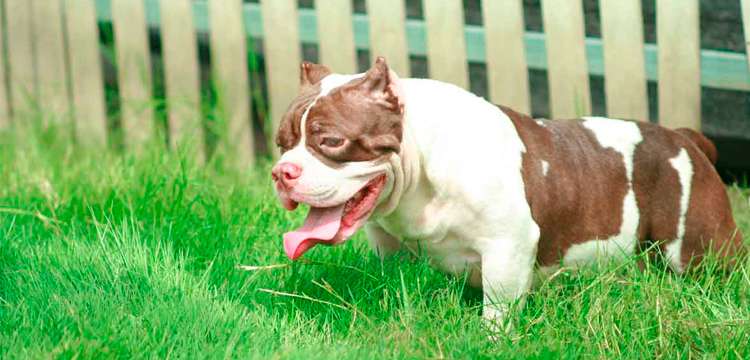 Pitbull Price In Bangalore