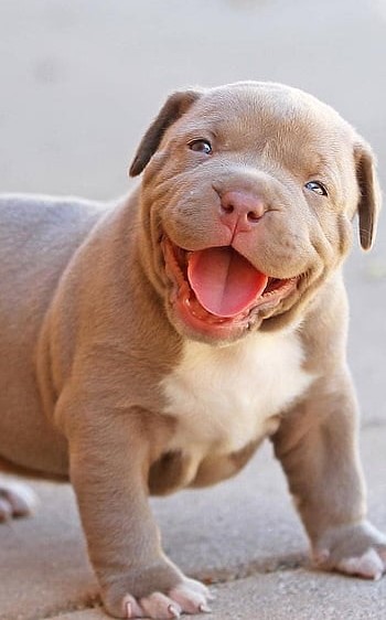 Pitbull female puppy Price In India