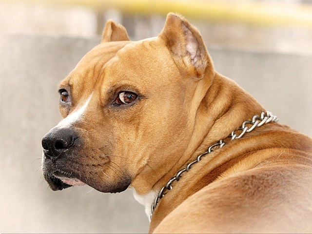 Pitbull for sale In India