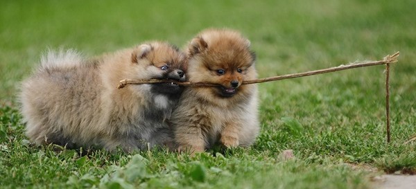 Pomeranian dog kennel In India