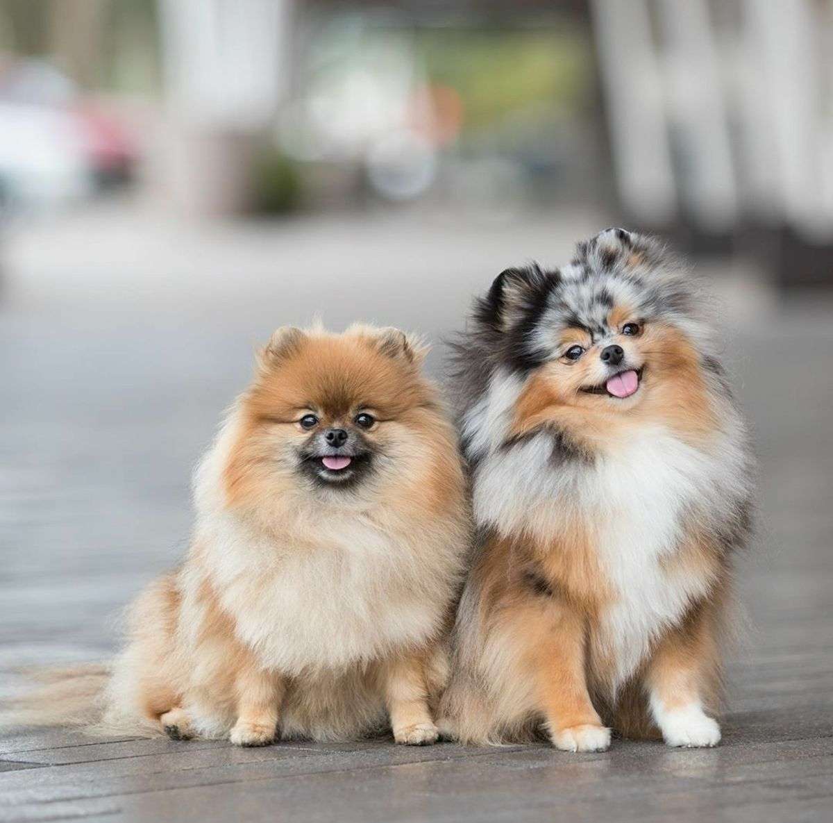Pomeranian Puppy purchase In bangalore