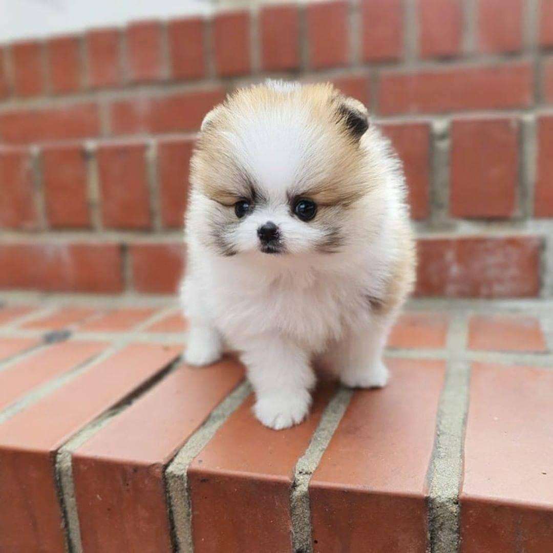 Pomeranian-Dog-Breeds Price In bangalore