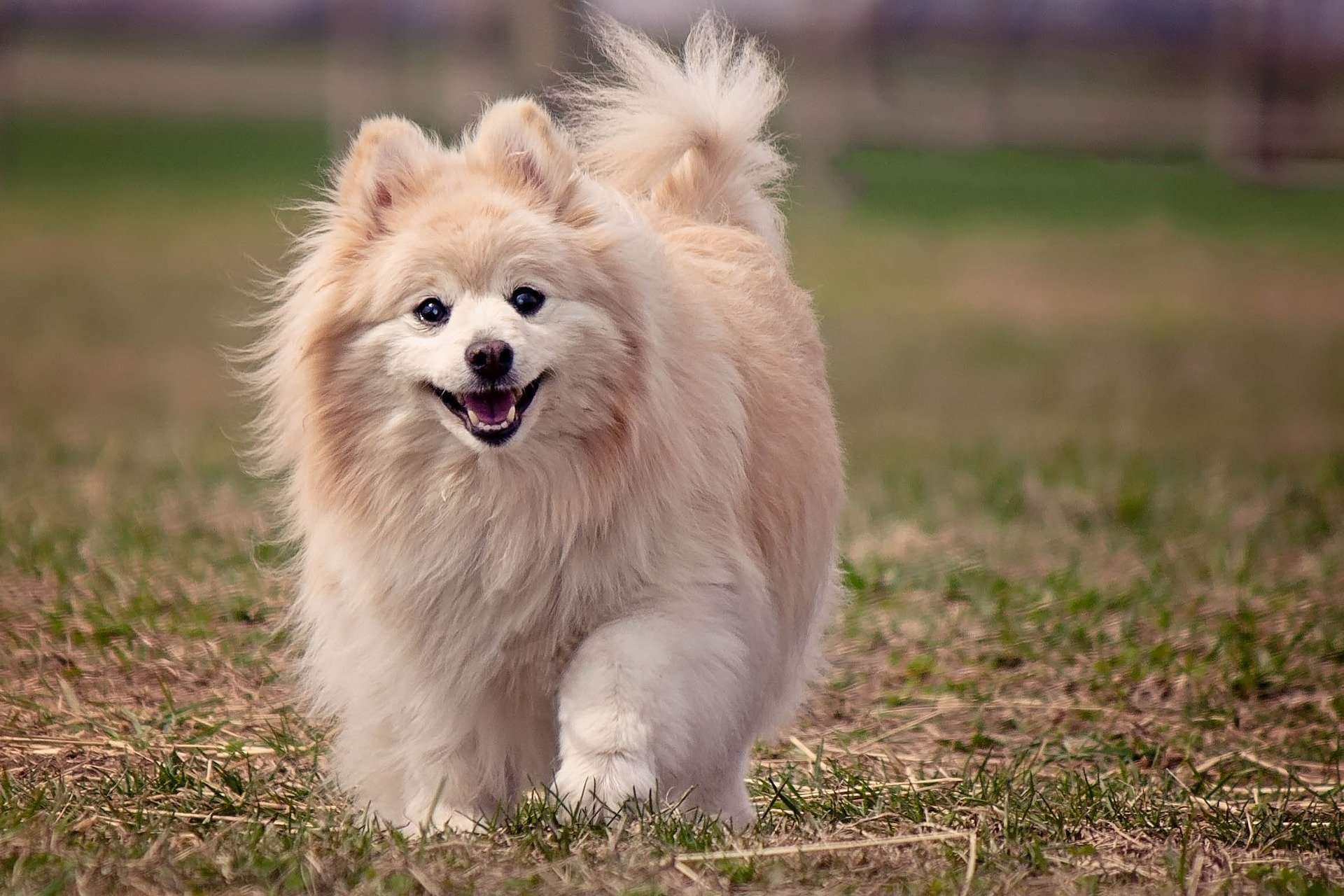 Pomeranian Puppy Price In Bangalore
