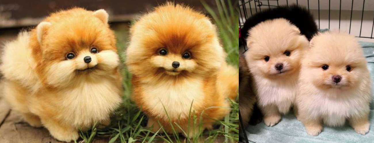Pomeranian Puppy Price In bangalore