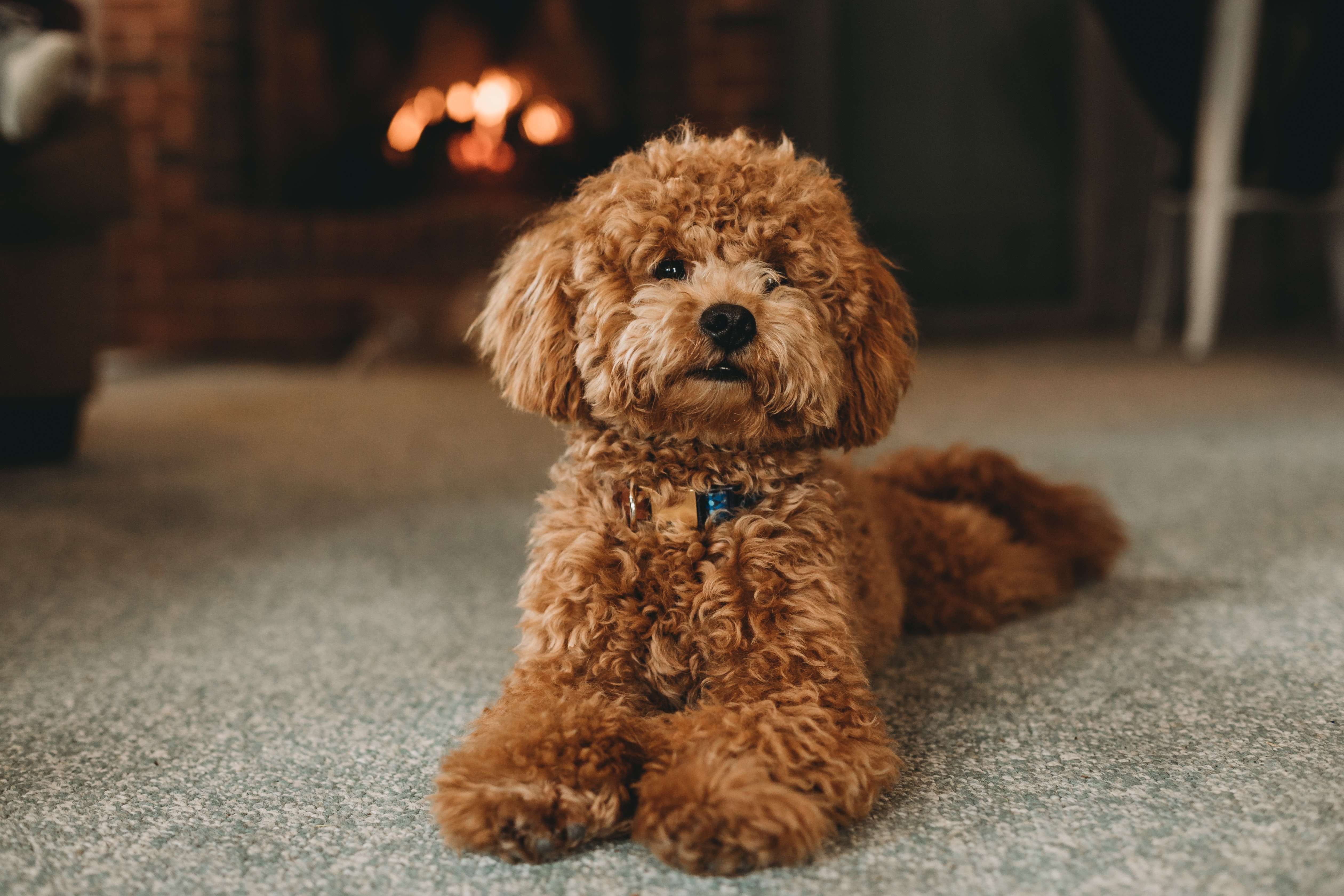 Poodle-Dog-Breeds Price In bangalore