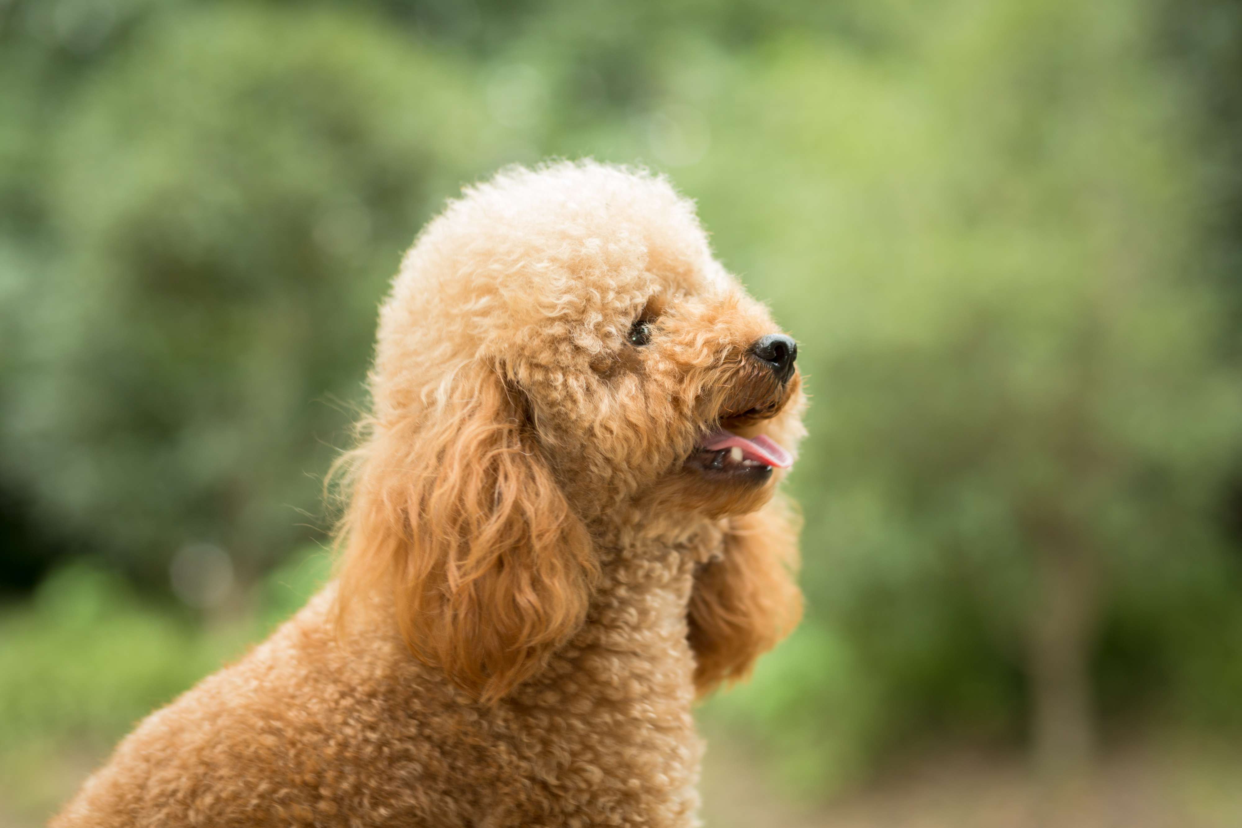 Poodle Dog for sale In bangalore