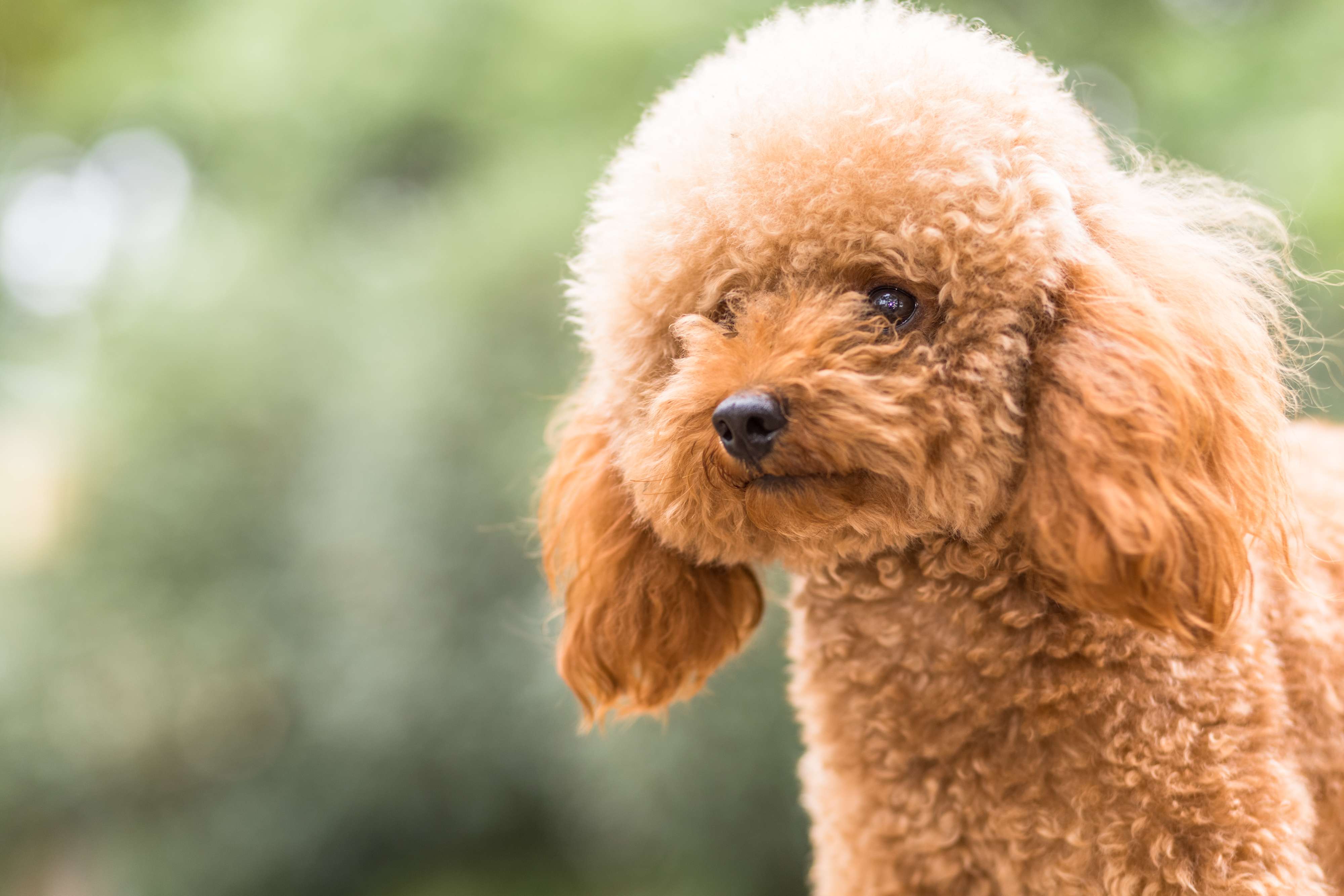 Poodle dog breeders in bangalore