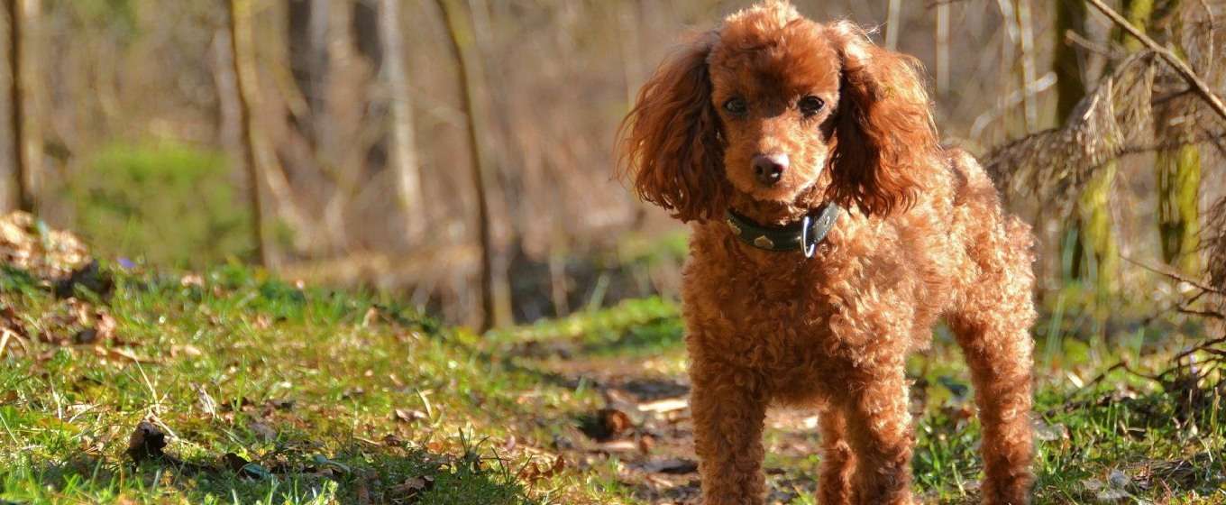 Poodle Dog breeders In bangalore