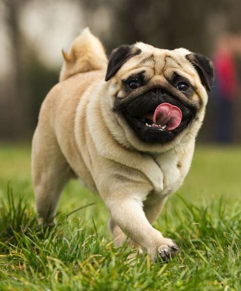 Pug-Dog-Breeds Price In bangalore