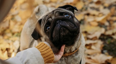 Benefits of getting Pug in india