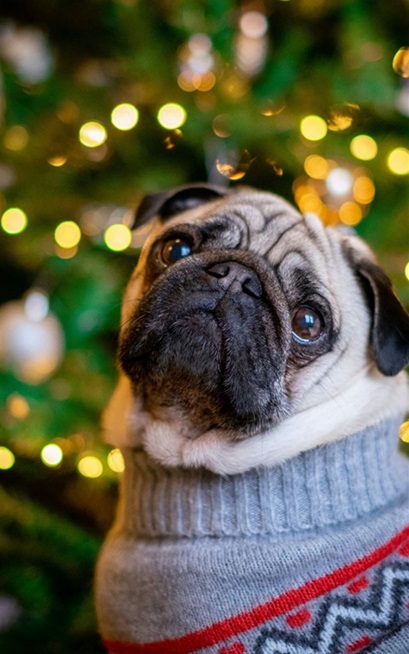 Pug dog breeder in India