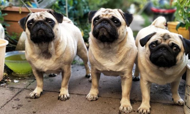 Pug puppies for sale in Bangalore