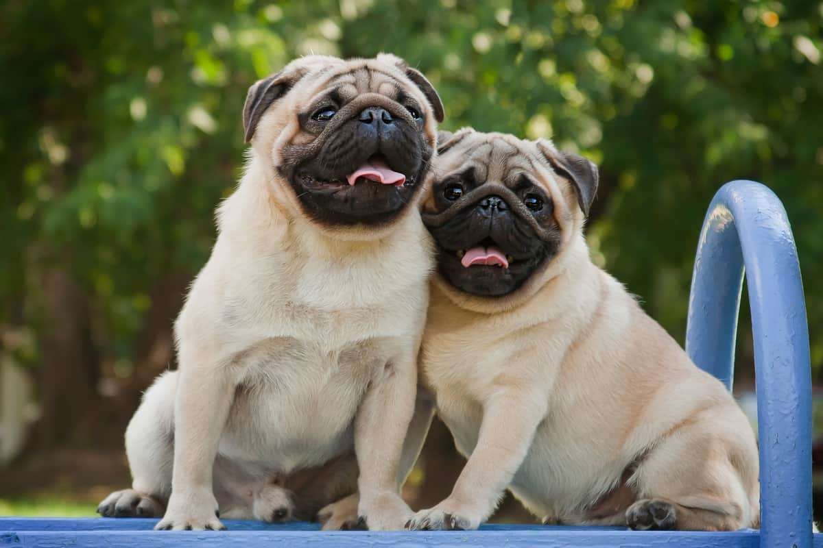 Pug price in Bangalore