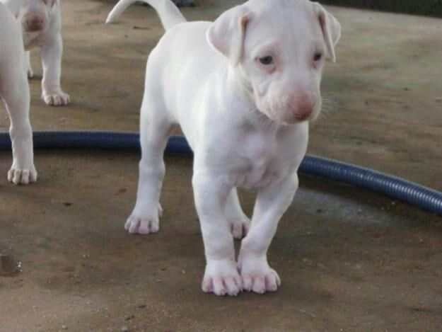 Rajapalayam male price In India