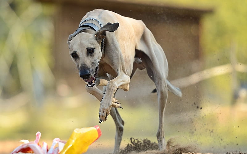 Rampur Hound dog breeder In India