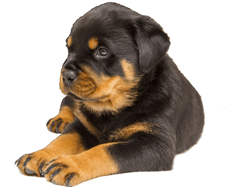 Rottweiler dog breeders in Bangalore