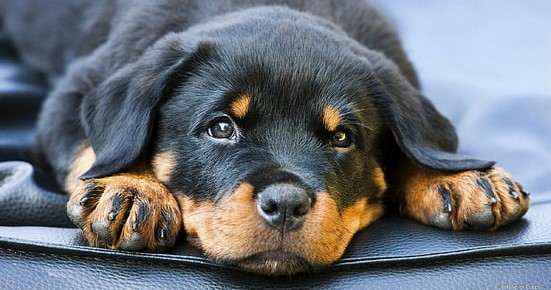 Rottweiler puppy for sale in India
