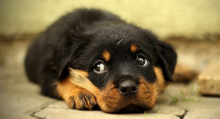 Rottweiler Dog Puppies for sale in India