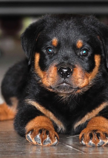 Rottweiler male puppy price In India