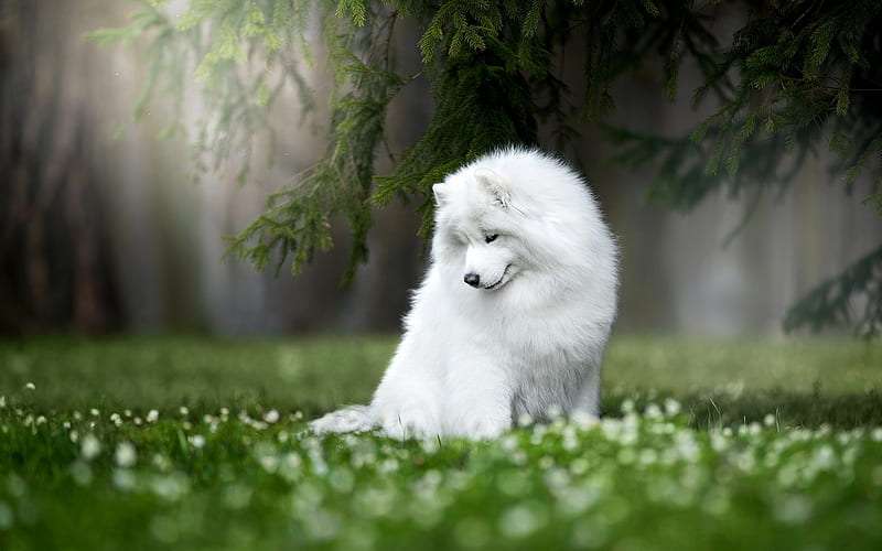 Samoyed Price in India