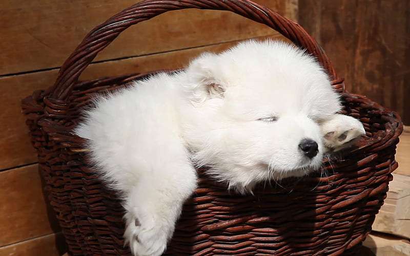 Samoyed breed price