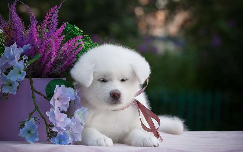 Samoyed dog for sale in India