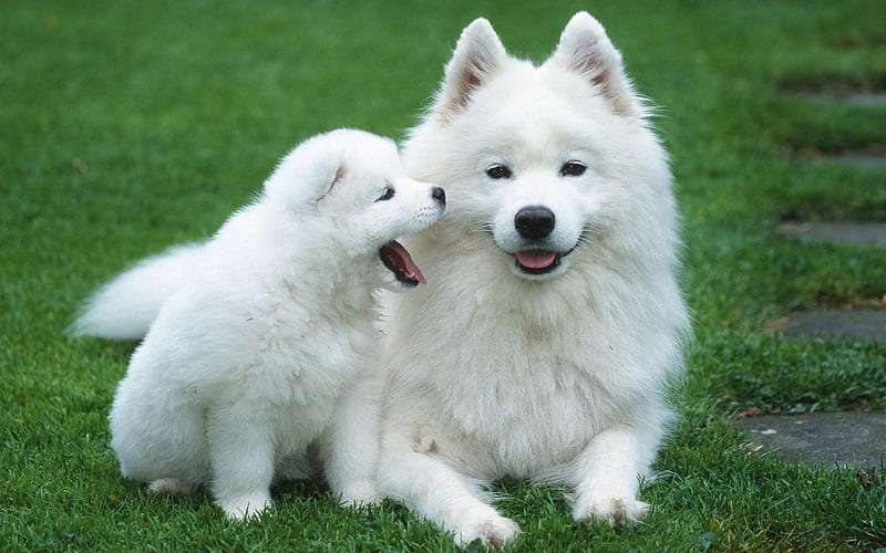 Samoyed-puppy-sweet