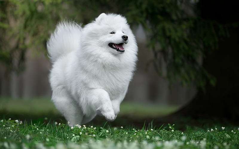 Samoyed health problems