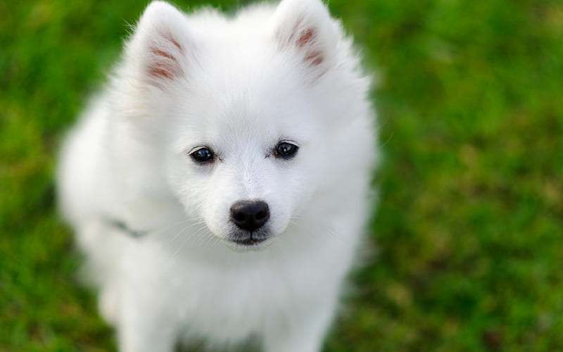 Show Quality Samoyed Puppy Price In India