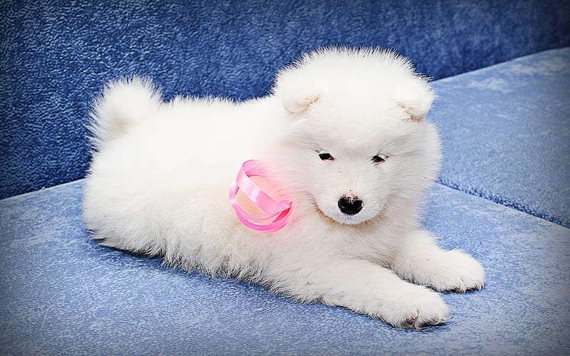 Top Quality Samoyed Dog Price In India