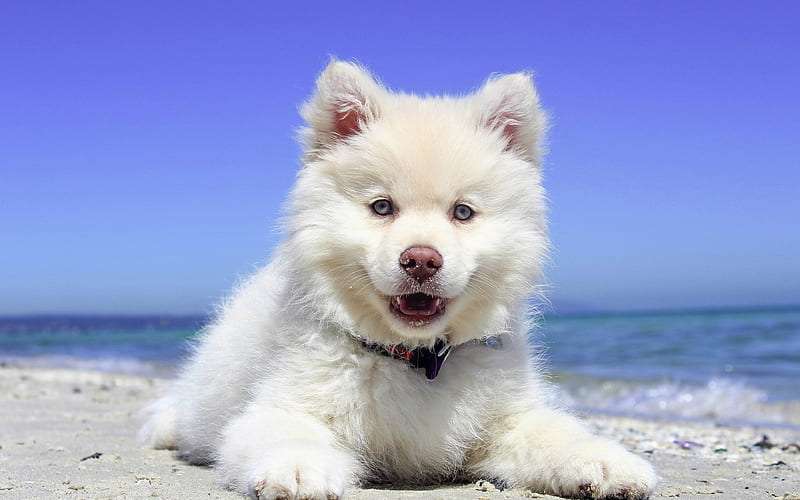 Samoyed lifespan in India