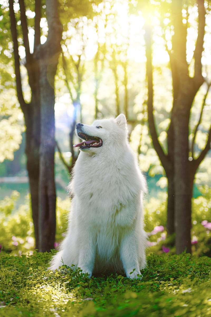 Samoyed Dog Breeds in India