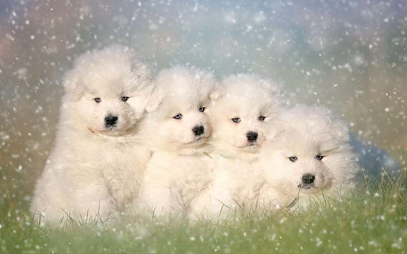 Samoyed Dog Price in India