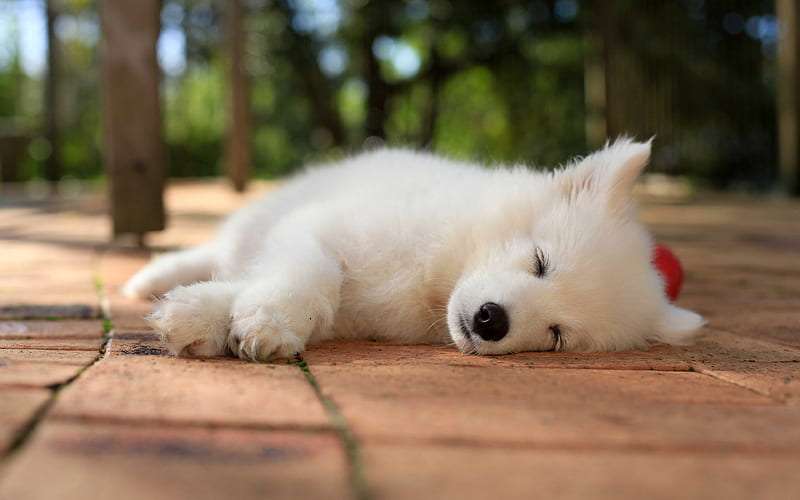 Samoyed-puppy-breeders-in-india