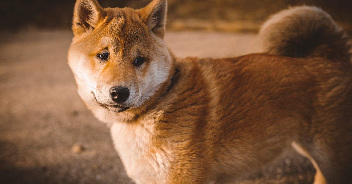 Shiba Inu puppy price In India